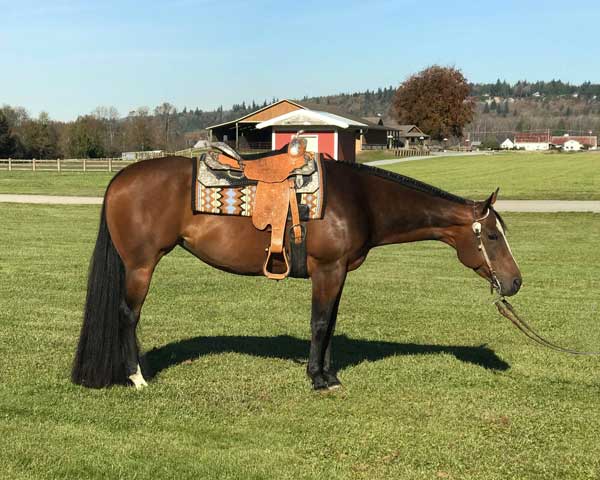 Bay Western AQHA All Around For Sale