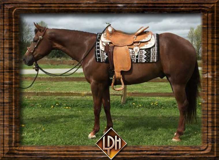 amble ona hot chip aqha gelding for sale western pleasure horse