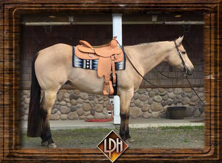 Buckley Dun N Gold AQHA All Around Gelding For Sale