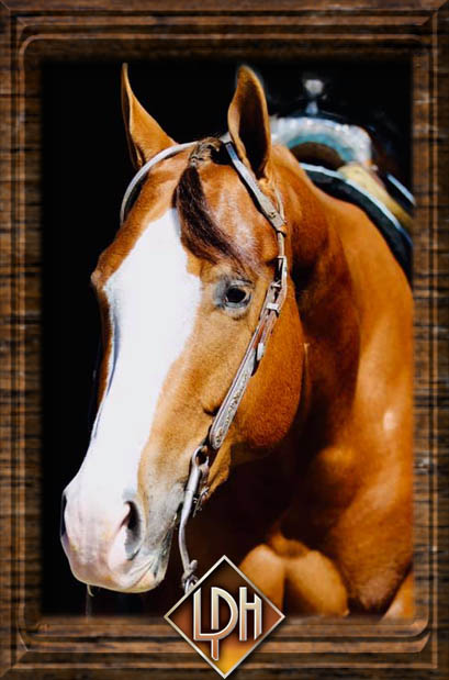 APHA SHOW GELDING FOR SALE WASHINGTON