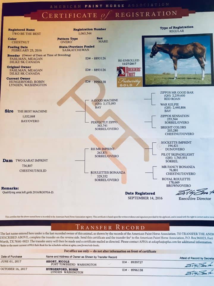 2016 Apha Overo Show Mare For Sale Washington