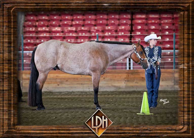 vital signs are good gelding for sale