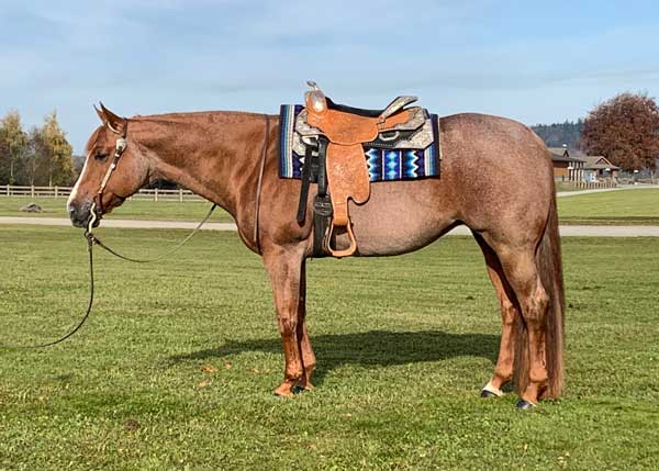 One Good Sister | 2009 AQHA Western Pleasure Mare For Sale