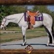 Overo Paint Gelding For Sale Washington